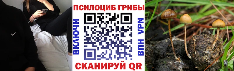 omg маркетплейс Высоцк Галлюциногенные грибы Psilocybine cubensis